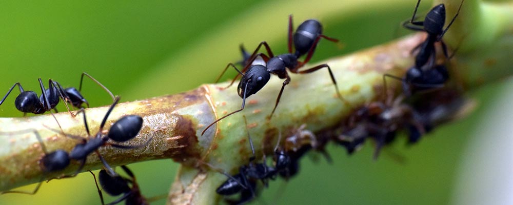 Myrer